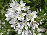 Allium Cowani (fam Liliacees) (Andes) (3) (Photo F. Mrugala)